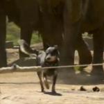 Pittsburgh Zoo Under Federal Investigation for Using Dogs to Herd Elephants