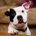 Former Vick Dog Jonny Justice is ASPCA Dog of the Year