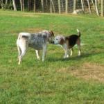 Blind Beagle and His Seeing-Eye Sister Need Forever Home Together
