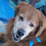 Researchers Hope Anti-Aging Drug Will Extend Dogs’ Lives
