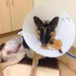 German Shepherd Chews Off His Foot to Escape From Chain