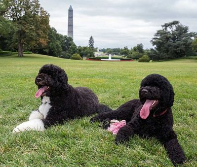 bo and sunny obama dog-bot robots