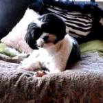 New Jersey May Become First State to Regulate Dog Groomers