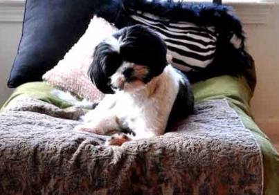 bijou bill new jersey regulate groomers