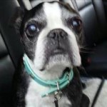 13-Year-Old Boston Terrier Survives 15-Story Fall into Hot Tub