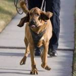 K9 Bloodhound Finds Utah Boy Who Fell into Manhole