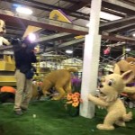 DigAlert Rose Parade Float Features Digging Dogs
