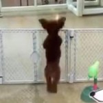 Happy Day Care Dog Puts ‘Snoopy Dance’ to Shame (VIDEO)