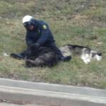 Kansas City Cop Stops Stray Dogs From Running onto Freeway