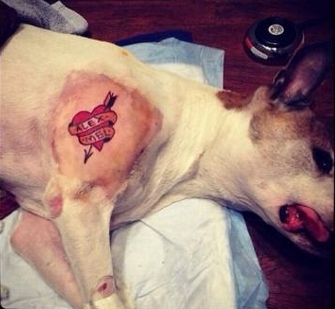 mistah metro tattooed dog new york