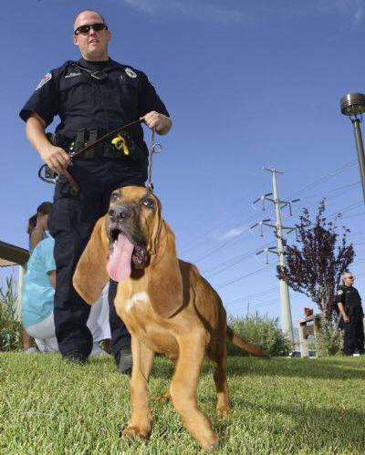 police dog saves utah boy in manhole