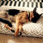 Chained German Shepherd Who Chewed off Foot Has Loving New Forever Home
