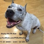Sharky the Pit Bull, Friend of Chicks and Bunnies, Crosses Rainbow Bridge