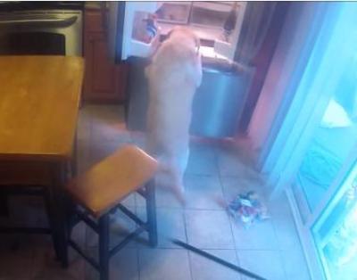 dog raids refrigerator caught on video