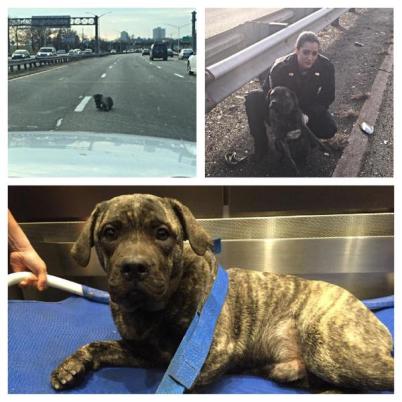 injured pit bull rescued by NYPD officers on highway