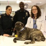 NYPD Officers Rescue Injured Pit Bull on Grand Central Parkway
