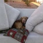 Adoption Offers Pour in for Dog Abandoned When Owners Moved