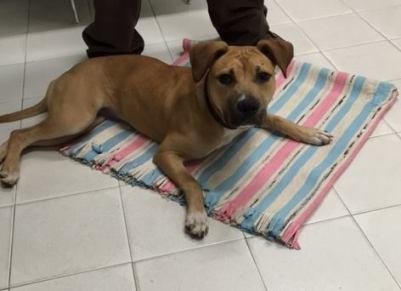 alma dog adopted by ebola survivor
