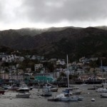 Soaked Pup Runs to Catalina Island Bar, Alerts Patrons to Owner’s Fate