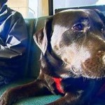 Cool or Cruel? Black Lab Boards Bus Alone to Visit Dog Park