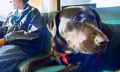 dog rides seattle bus alone