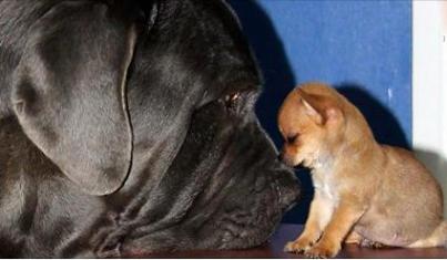 chihuahua and neapolitan mastiff