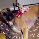 Meet 2 Chihuahuas and Their BGFs (Best Giant Friends)