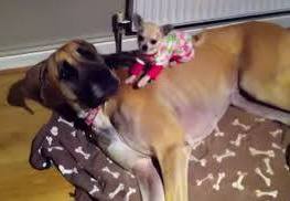chihuahua sleeping on great dane