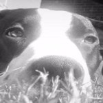 No Charges yet for Shooter of Dog Playing ‘Too Rough’ at Houston Dog Park