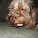 Petco and PetSmart Will Stop Selling Treats Made in China