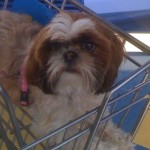 US Consumers Spent $73 Billion on Pet Products and Services in 2014