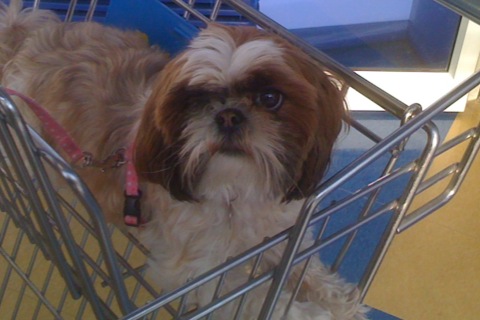 dog in shopping cart