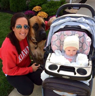 mastiff rescues baby