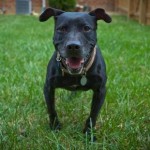 R.I.P. Gracie, Vick Dog Who Became Vicktory Dog