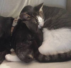 gracie michael vick dog with cat