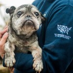 60 Emaciated Dogs Rescued From Alabama Dog-Hog Fighting Operation