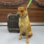 Adoption Requests and Donations Pour in for Dog Left with Suitcase at Train Station