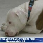 Rescued Pit Bull Saves Pennsylvania Family from House Fire