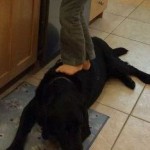 Sarah Palin Thinks It’s Fine for Son to Use Dog as ‘Stepping Stone’