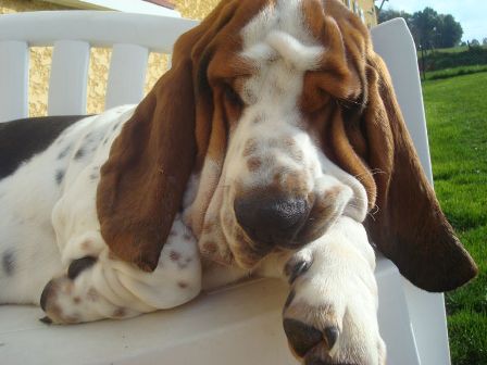 basset hound