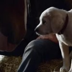 Best and Worst Super Bowl XLIX Commercials Go to the Dogs