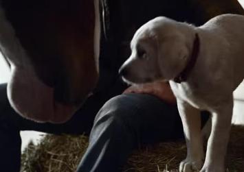 budweiser lost puppy super bowl 2015 commercial