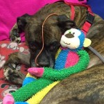 Donations Pour in for Hero Boxer Who Shielded Dog Dad from House Fire