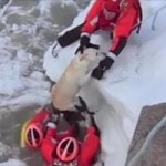 Coast Guard Rescues Dog from Icy Michigan Lake (VIDEO)