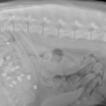 Dog Eats Pair of Boots and Lives to Bark About It