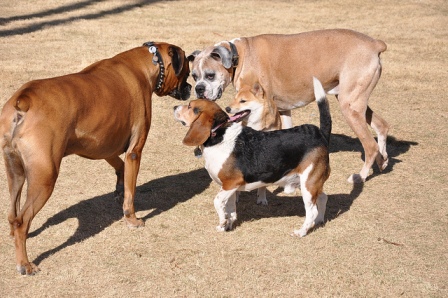 dog park