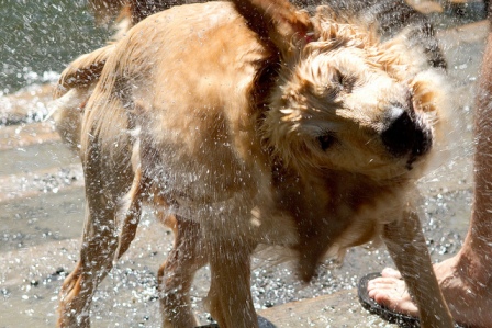 dog shaking off water
