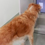 New Study Finds Dogs Recognize Our Happy and Angry Facial Expressions