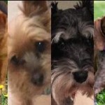 Dogs Found Safe after Carjacking of Doggie Day Care Minivan