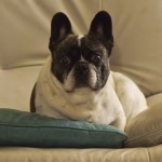 Sacré Bull! For First Time in 100 Years, French Bulldogs in AKC Top 10